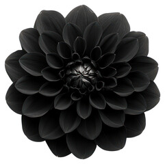 Aesthetic black flower blossom dahlia plant. © Rawpixel.com