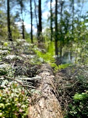 A sunlit fallen tree surrounded by greenery and ferns, with a serene forest atmosphere in the background.