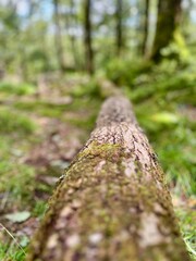Close up view across moss covered log in woodland