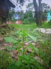 spring in the forest