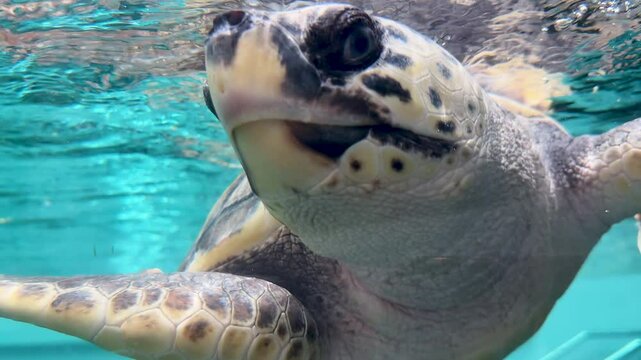 loggerhead sea turtle swimming in aquarium