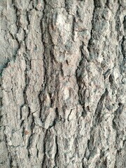 Obraz premium bark of a tree