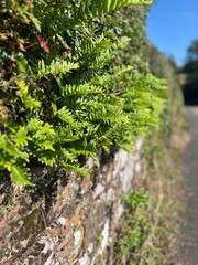 Fresh ferns growing on a stone wall in the sunlight, with a blurred road and greenery in the background.