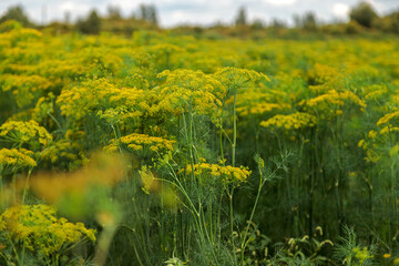 dill plant growing in  field