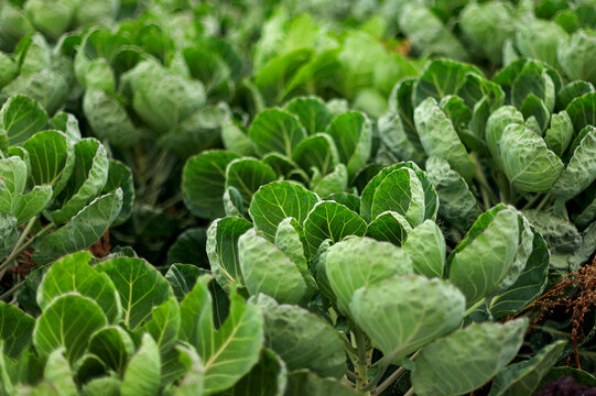 green cabbage grows in the field