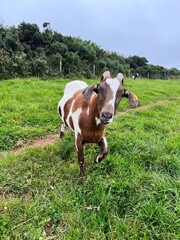 Naklejka premium A curious brown and white goat in a green pasture, highlighting the playful nature of farm animals in a rural setting.