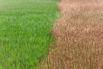 Blue reed and yellow reed