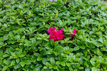 Green plants and red flowers