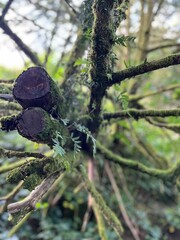 Moss-covered tree branches with fresh green foliage, captured in a close-up view. The damp, lush environment evokes a sense of serenity and the untouched beauty of nature.