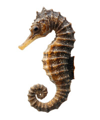 Seahorse Animal Wildlife Zoo, Transparent background