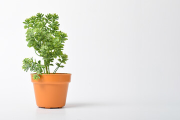 Beautiful artificial plants in flower pots isolated on white background. Fake plastic green potted houseplant