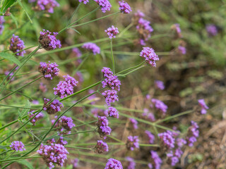 道端に咲いたバーベナボナリエンシス