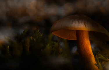 Mushroom. Beautiful cute mushrooms of the forests. Nature background. 