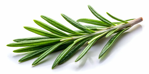 Fototapeta premium Rosemary leaf herbal spice isolated on background, rosemary, herb, seasoning, culinary, ingredient, aromatic, green, organic, natural
