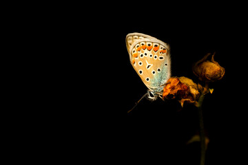Butterfly. A photo of a butterfly photographed in its natural life. Nature background. 