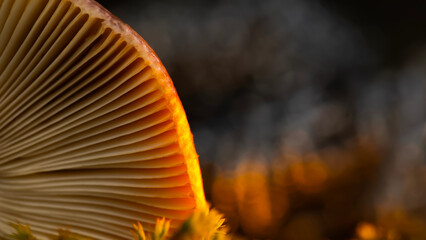 Mushroom. Beautiful cute mushrooms of the forests. Nature background. 