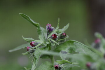 purple little flowers 