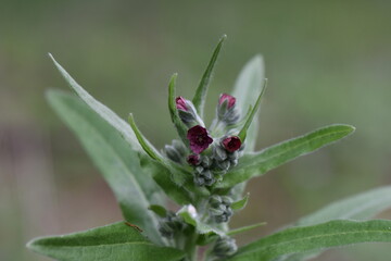 Close up of a purple flowers Blackroot Medicinal with green leaves in the background.