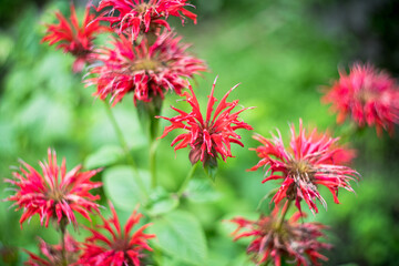 Crimson beebalm (Monarda) growing in the garden. Shot on vintage lens with high vignette. Shallow depth of field.