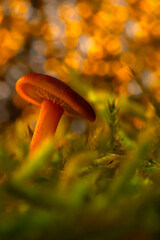 Mushroom. Beautiful cute mushrooms of the forests. Nature background. 