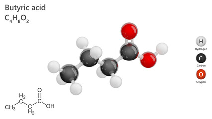 3D model of molecule Butyric acid C4H8O2. It appears as a colorless liquid with a penetrating and unpleasant odor. Corrosive to metals and tissue. White background. 3d illustration