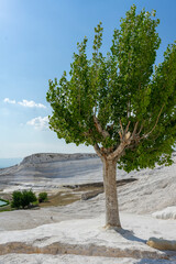 There are many coniferous trees in the park on the hill.