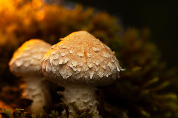 Mushroom. Beautiful cute mushrooms of the forests. Hemipholiota populnea. Poplar mushroom. Nature...