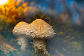 Mushroom. Beautiful cute mushrooms of the forests. Hemipholiota populnea. Poplar mushroom. Nature...