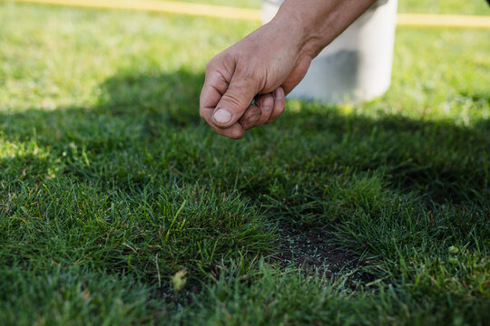 Lawn overseeding. Man spreading new grass seed over an existing lawn to fill in bare patches and make the grass thicker. Close-up view of the hand
