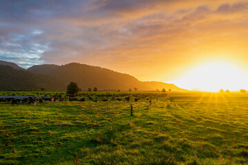 Herd of cows in paddock at sunset with mountains in the background