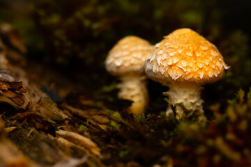 Mushroom. Beautiful cute mushrooms of the forests. Hemipholiota populnea. Poplar mushroom. Nature background. 