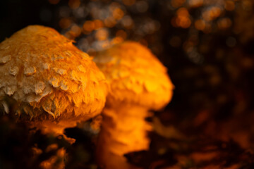 Mushroom. Beautiful cute mushrooms of the forests. Hemipholiota populnea. Poplar mushroom. Nature...