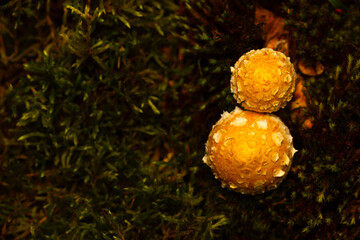 Mushroom. Beautiful cute mushrooms of the forests. Hemipholiota populnea. Poplar mushroom. Nature...