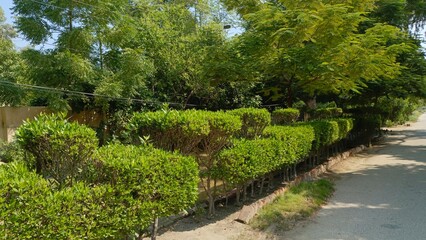 garden in the garden