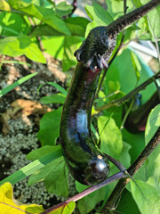 
Close-up of ripe eggplant fruit.