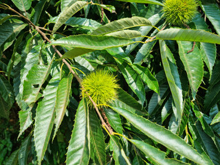It is a tree with chestnuts hanging from it.