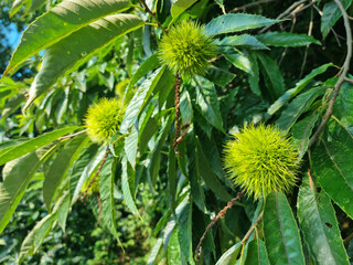 It is a tree with chestnuts hanging from it.