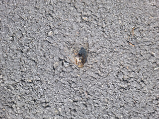 This is a cicada on the asphalt.