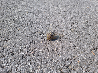 This is a cicada on the asphalt.