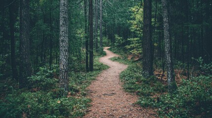A forest where minimalist goal setting is a single, straight path, cutting through the trees with clarity and direction