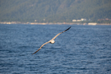 Seagull flying over the sea