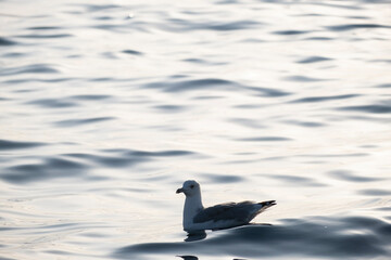 Seagull swimming over the sea