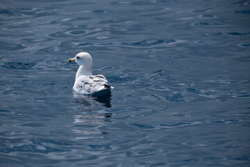 Seagull swimming over the sea