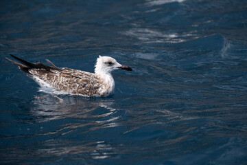 Seagull swimming over the sea