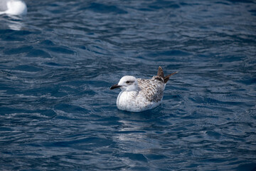 Seagull swimming over the sea