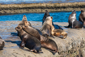 Sea Lions colony , Peninsula Valdes, Patagonia, Argentina.