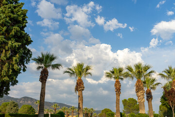 Looking up at the palm trees under the blue sky