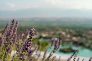 A view of the city beyond the lavender