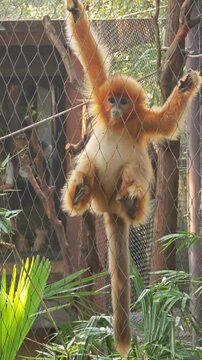 Red monkey playing in zoo 