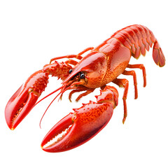 Boiled lobster isolated on transparent background